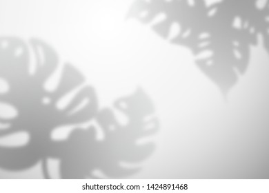 The shadow of the leaves of monstera plants on a white wall. Background with empty place for design