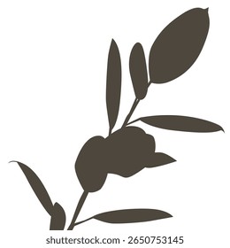 Sombra de folhas, Rubber Plant é uma planta perene da mesma espécie que o banyan árvore, mas atualmente é popularmente cultivada em vasos.