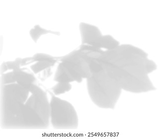 The shadow of the leaves of a tree on a white wall. Black and white image for photo overlay or mockup