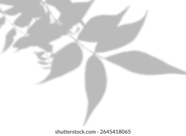The shadow of the leaves of a tree on a white wall. A black and white image to overlay on a photo or mockup