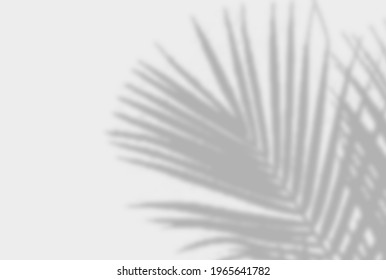 Shadow Mockup.Palm Leaves Natural Shadow Overlay On White Background