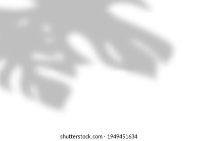 Shadow of the monstera leaves on a white wall. Transparent overlay shadow effect from tropical plant leaf. Realistic soft light effect. Vector illustration. Design for mockup, template background.