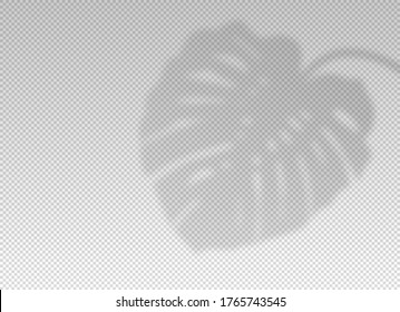 Shadow monstera. Plant leaf overlay effect. Tropic leaves. Shadow tropical plant leaf overlay effect. Light from the window on monstera leaves on transparent background. Reflected realistic soft shade