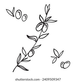 A shadow. Olive twig, leaves. Outline of botanical drawings in a modern minimalist style, vector illustration.