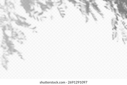 Shadow overlay of abstract Acacia foliage branch on transparent background