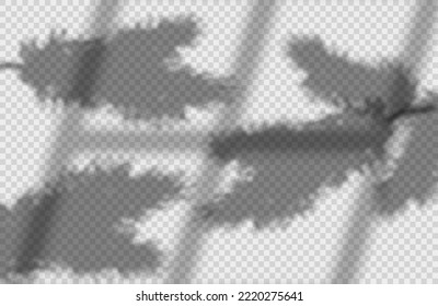 Shadow overlay effect for Christmas or New Year with Christmas Tree branches against the background of the window. Mockup of transparent shadow overlay effect, natural lightning. Vector illustration.