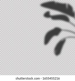 Shadow overlay effect  from leaves on transparent background.
