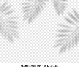 Shadow overlay effect. Natural leaves shadows isolated on transparent background. Vector illustration. 