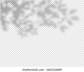 Shadow overlay effect. Natural shadows from leaves and branch isolated on transparent background. Vector illustration. 