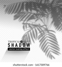Shadow overlay effect. Soft light and grey shadows from tropical plant branches and foliage. Mockup of shadow overlay effect and natural lightning. Isolated vector illustration.
