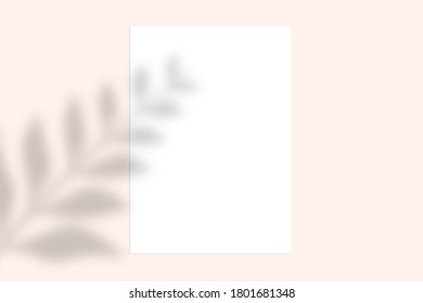 Shadow overlay effect. Summer tropical leaves mock up. Sunlight template for design, presentation, invitation, advertising banner etc.