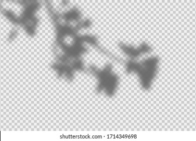 Shadow overlay effect. Transparent overlay shadow from leaves, branches, plant and foliage. Realistic soft light effect of shadows and natural lightning on transparent background. Vector.