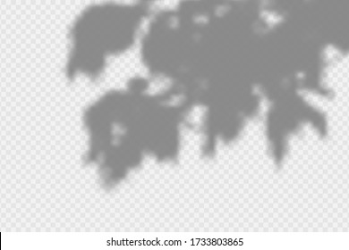 Efecto de superposición de sombra. Sombra superpuesta transparente de hojas, ramas, planta y follaje. Efecto de luz suave realista de las sombras y el rayo natural en un fondo transparente. Vector.