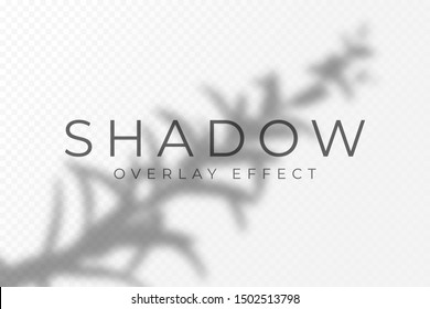 Shadow overlay effect. Transparent soft light and shadows from plant branches, leaves and foliage. Mockup of transparent shadow overlay effect and natural lightning. Vector