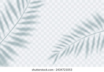 shadow overlay effect. Transparent soft light and shadows from branches, plant and leaf of a palm tree. Mockup of transparent leaf shadow and natural lightning.Vector illustration