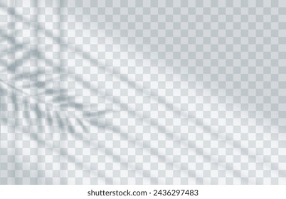 shadow overlay effect. Transparent soft light and shadows from branches, plant and leaf of a palm tree. Mockup of transparent leaf shadow and natural lightning.Vector illustration