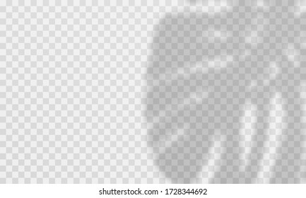 Shadow overlay effect. Vector transparent palm leaves overlay