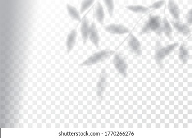 Shadow, overlay effects mock up, window frame and leaf of plants, natural light, vector illustration