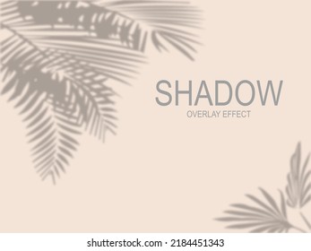 Shadow overlay effect.transparent soft light and shadow from branches