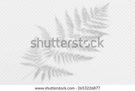 Shadow overlay from a fern branch isolated on a transparent background.