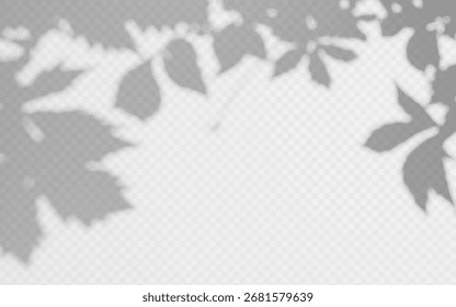 Sobreposição de sombra de videira de hera em um fundo transparente.