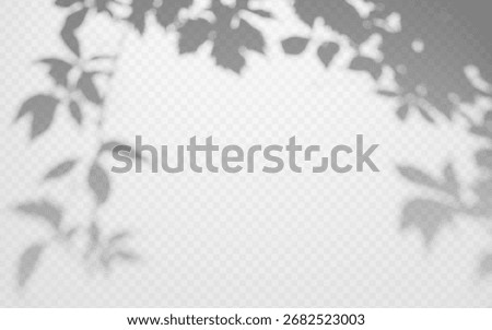 Shadow overlay from ivy vine on a transparent background.
