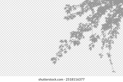 Shadow overlay from a maple tree branch isolated on a transparent background.