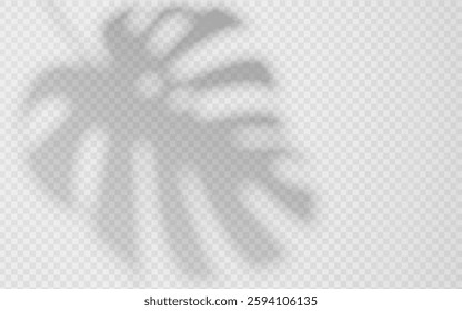 Shadow overlay from a Monstera leaf isolated on a transparent background.