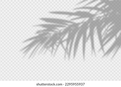 Shadow overlay of palm tree branch. Transparent overlay shadow effect from tropical palm leaves. Realistic soft light effect of shadows and natural light on transparent background. Vector.