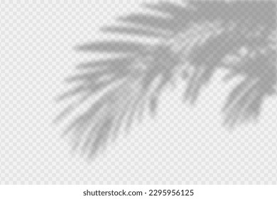 Shadow overlay of palm tree branch. Transparent overlay shadow effect from tropical palm leaves. Realistic soft light effect of shadows and natural light on transparent background. Vector.