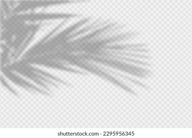 Shadow overlay of palm tree branch. Transparent overlay shadow effect from tropical palm leaves. Realistic soft light effect of shadows and natural light on transparent background. Vector.