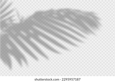 Shadow overlay of palm tree branch. Transparent overlay shadow effect from tropical palm leaves. Realistic soft light effect of shadows and natural light on transparent background. Vector.