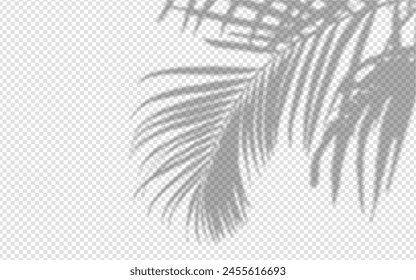 Shadow overlay from a palm tree branch isolated on a transparent background.