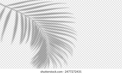 Shadow overlay from a palm tree branch isolated on a transparent background.