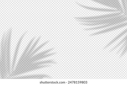 Shadow overlay from a palm tree branch isolated on a transparent background.