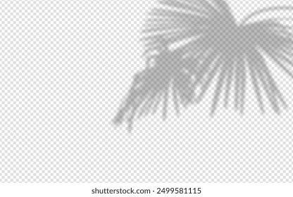 Shadow overlay from a palm tree branch isolated on a transparent background.