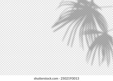 Shadow overlay from a palm tree branch isolated on a transparent background.