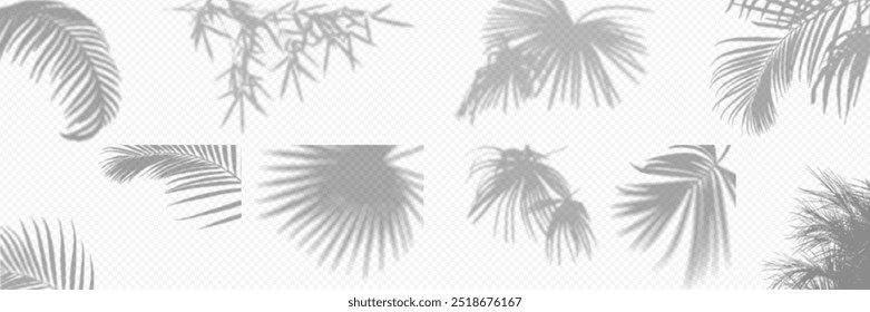Shadow overlay from a palm tree branch isolated on a transparent background. Set different types of palm trees.