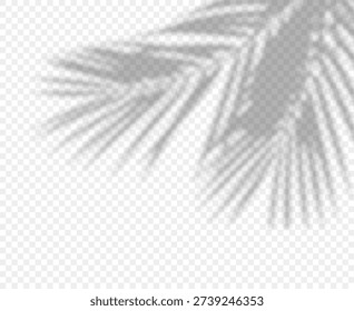 Shadow overlay of palm tree branch on transparent background. Palm tree branch shadow overlay effect on transparent background
