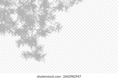 Shadow overlay from a pine tree branch isolated on a transparent background.