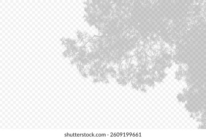 Shadow overlay from a pine tree branch isolated on a transparent background.