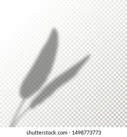 Shadow Overlay Plant Vector Mockup. The transparent Shadows overlay effects Of Banana Leaf in a modern minimalist style. For presentation Flyer, Poster, blank, logo, invitation