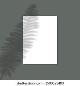 Shadow Overlay Plant Vector Mockup A4 Paper sheets. Shadow overlay effects Of A leaf Fern's on a Dark Background in a modern minimalist style. For presentation Flyer, Poster, blank, logo, invitation