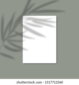 Hojas de papel A4 para el Vector de planta superpuesta de sombra. Las sombras dominan los efectos de una hoja sobre el fondo verde en un estilo moderno y minimalista. Para presentación Volante, Cartel, en blanco, logotipo, invitación