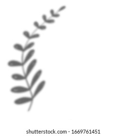 Shadow overlay plant.Vector, transparent foliage shadow