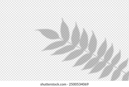 Shadow overlay from a tree branch isolated on a transparent background.