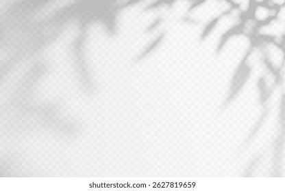 Shadow overlay from a tree branch isolated on a transparent background.
