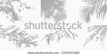 Shadow overlay from a tree branch isolated on a transparent background. Set different types of trees.