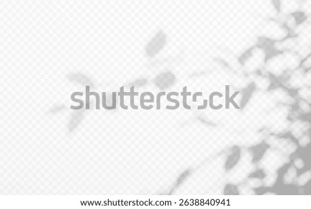 Shadow overlay from a tree branch isolated on a transparent background.