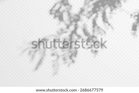 Shadow overlay from tree branch on a transparent background.